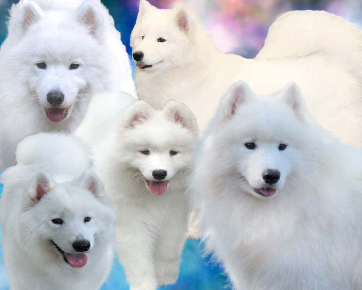 White Gold Samoyeds